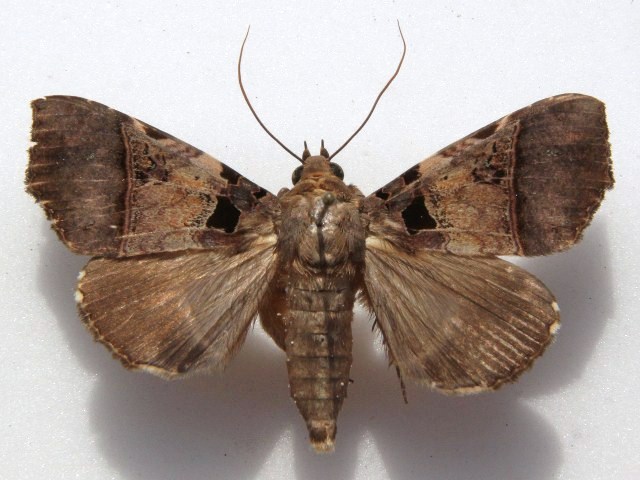 Serrodes trispila